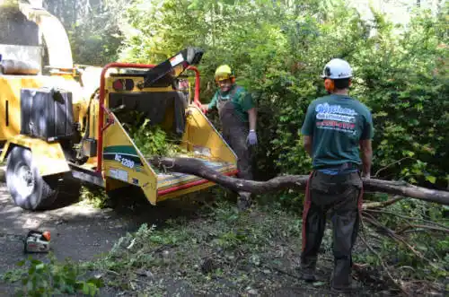 tree services Avila Beach